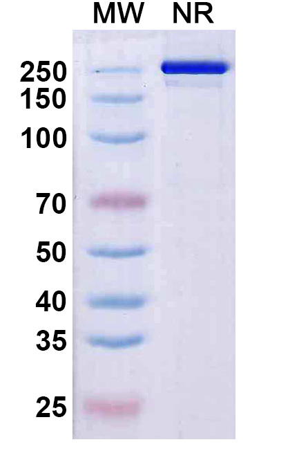 SDS-PAGE for Research Grade Rezorstobart