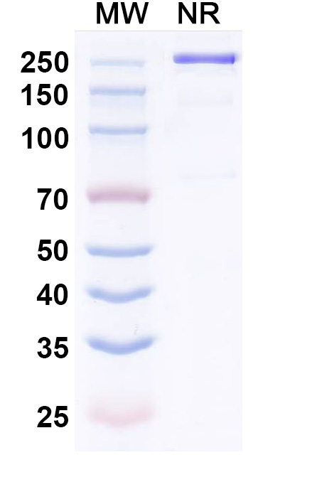 SDS-PAGE for Research Grade Riliprubart