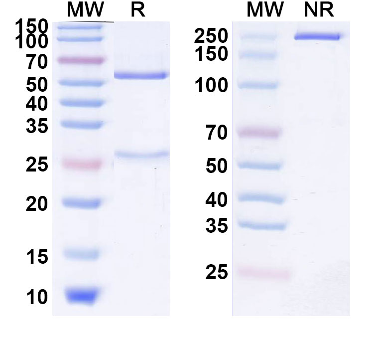 SDS-PAGE for Rilvegostomig Biosimilar - Anti-PD-1 and TIGIT mAb - Research Grade