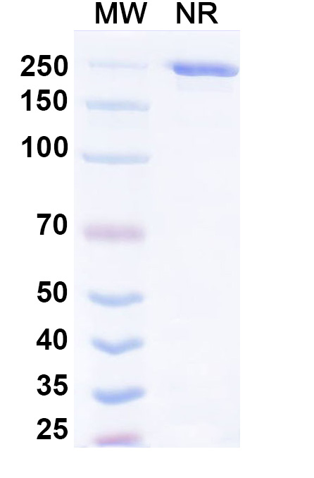 SDS-PAGE for Rinatabart Biosimilar - Research Grade