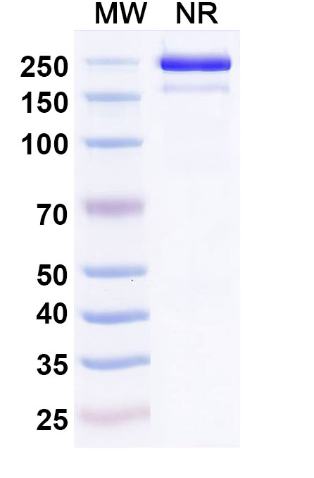 SDS-PAGE for Research Grade Roconkibart
