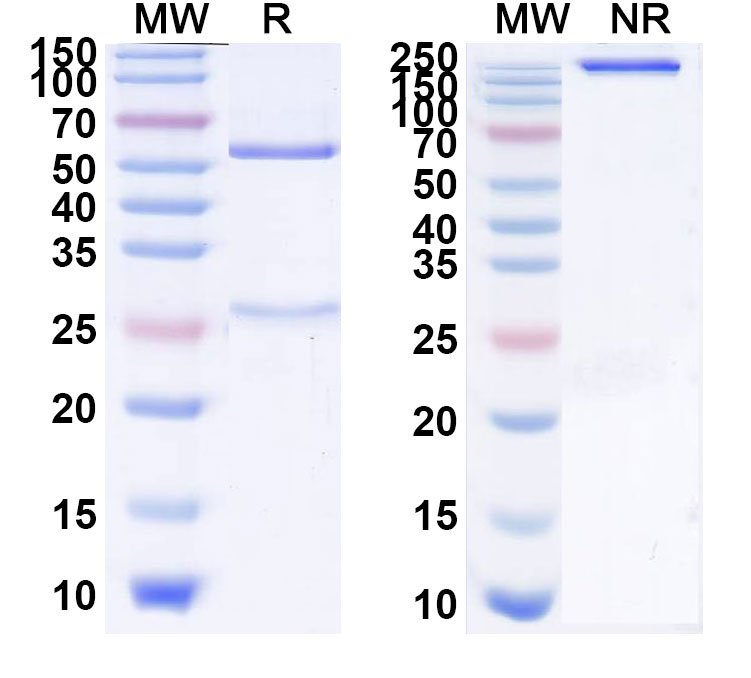 SDS-PAGE for Roledumab Biosimilar - Anti-CD240D;RHD mAb - Research Grade