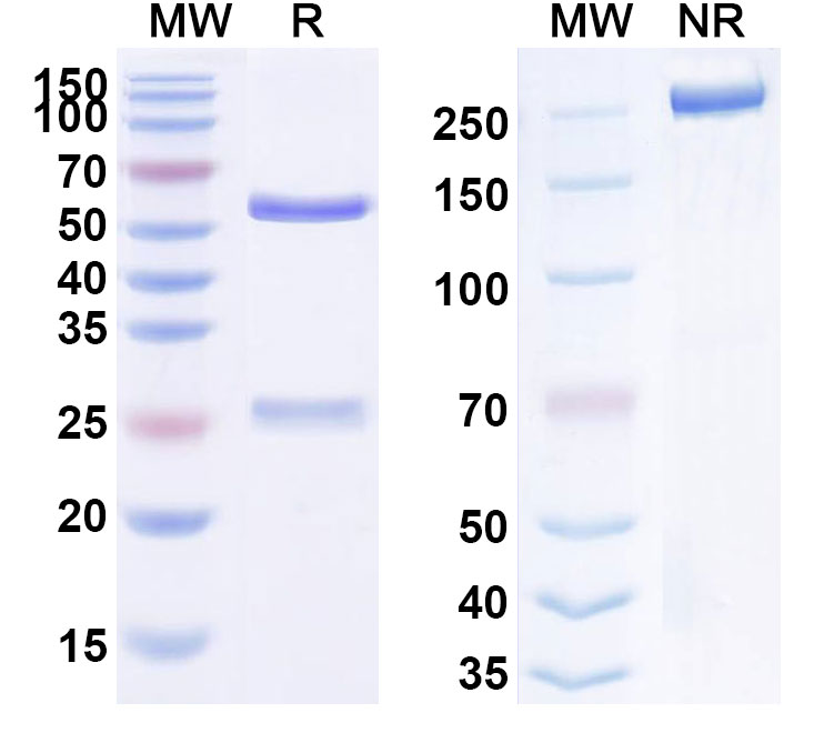 SDS-PAGE for Rontalizumab Biosimilar - Anti-IFNA1;Interferon alpha-D mAb - Research Grade
