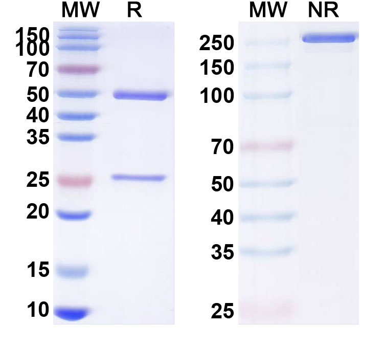 SDS-PAGE for Rovalpituzumab Biosimilar - Anti-DLL3 mAb - Research Grade