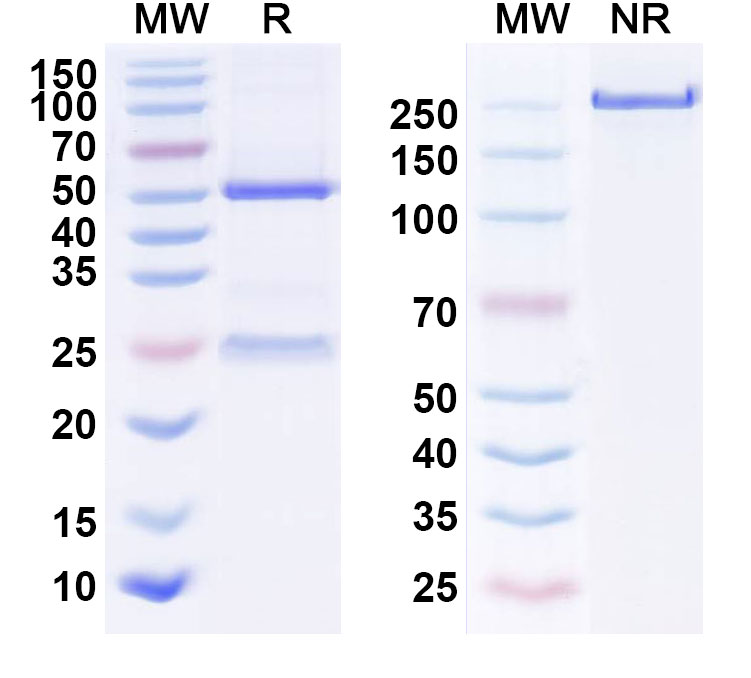 SDS-PAGE for Rovelizumab Biosimilar - Anti-ITGAL; CD11a; ITGB2; CD18 mAb - Research Grade