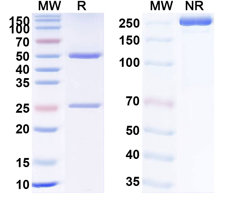 SDS-PAGE for Rozanolixizumab Biosimilar - Anti-FCGRT mAb - Research Grade
