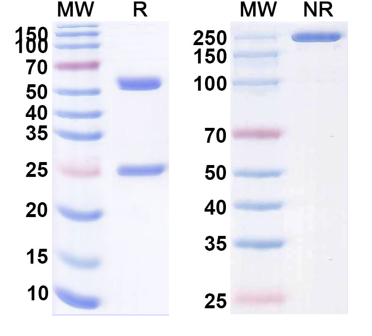 SDS-PAGE for Rulonilimab Biosimilar - Anti-PD1 mAb - Research Grade