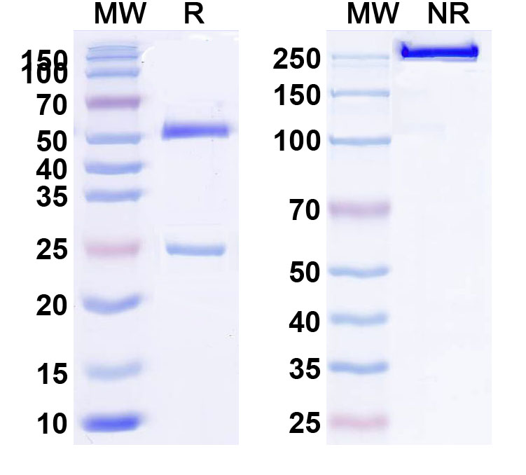 SDS-PAGE for RUO Anti-Human CD73/NT5E (IBI-325)