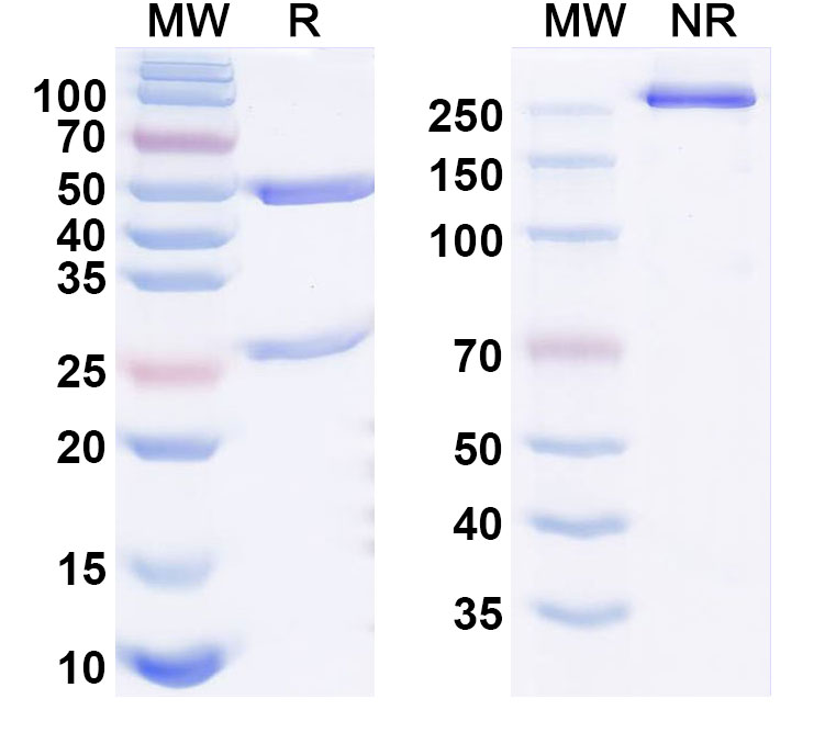 SDS-PAGE for RUO Anti-Human TERM2 Antibody (VHB937)