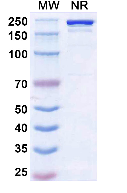 SDS-PAGE for Ruxoprubart Biosimilar - Anti-CFB fusion protein - Research Grade