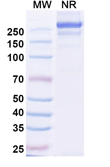 SDS-PAGE for Research Grade Sabirnetug