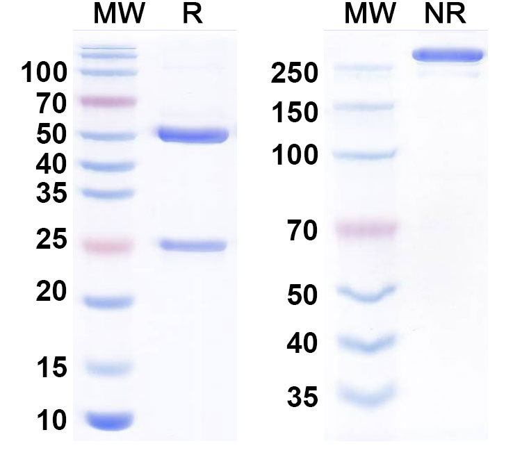 SDS-PAGE for Samrotamab Biosimilar - Anti-LRRC15;LIB mAb - Research Grade