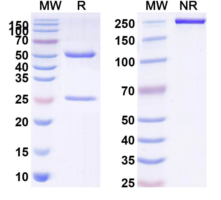 SDS-PAGE for Sasanlimab Biosimilar - Anti-CD279;PD-1 mAb - Research Grade