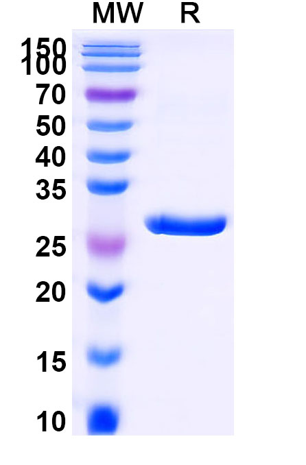 SDS-PAGE for scFv isotype control antibody