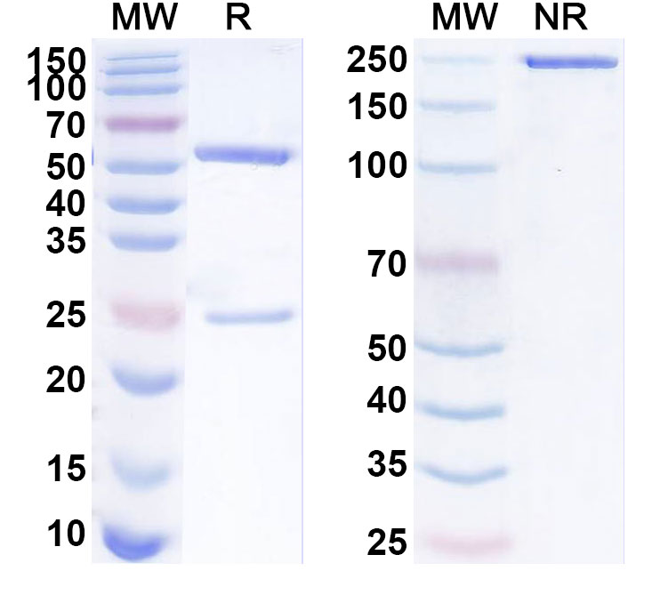 SDS-PAGE for Selcodebart Biosimilar - Research Grade