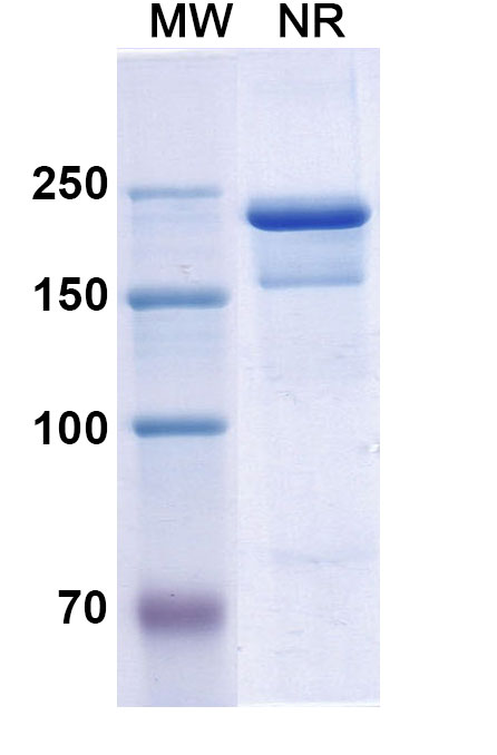 SDS-PAGE for Semorinemab  Biosimilar - Anti-MAPT mAb - Research Grade