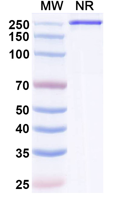 SDS-PAGE for Semzuvolimab Biosimilar - Anti-CD4 mAb - Research Grade