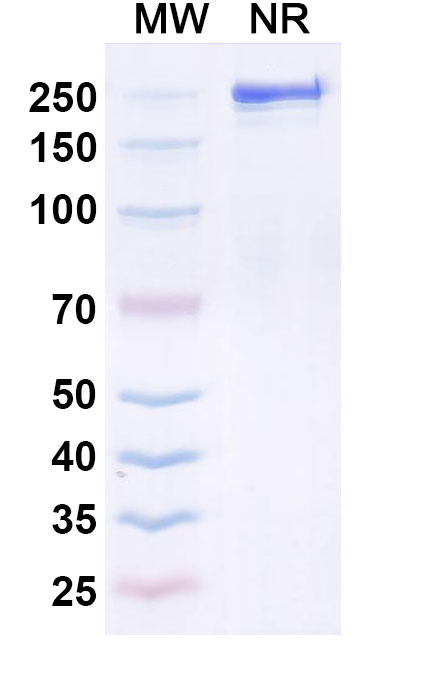 SDS-PAGE for Research Grade Seniprutug