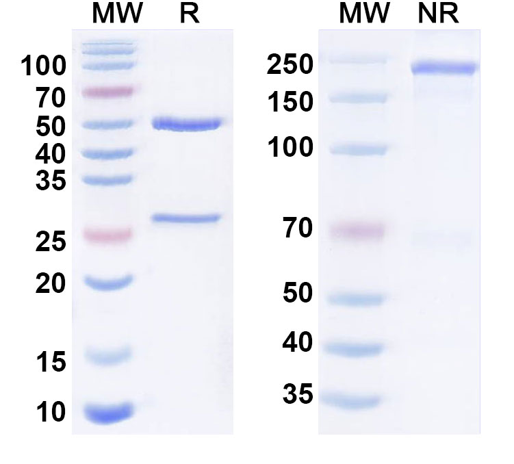 SDS-PAGE for Serclutamab  Biosimilar - Anti-EGFR mAb - Research Grade