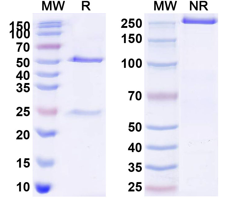 SDS-PAGE for Serplulimab Biosimilar - Anti-CD279;PD-1 mAb - Research Grade