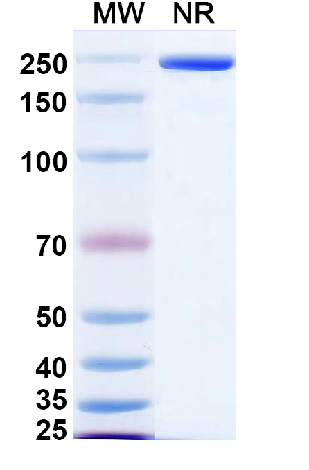 SDS-PAGE for Research Grade Serrumab