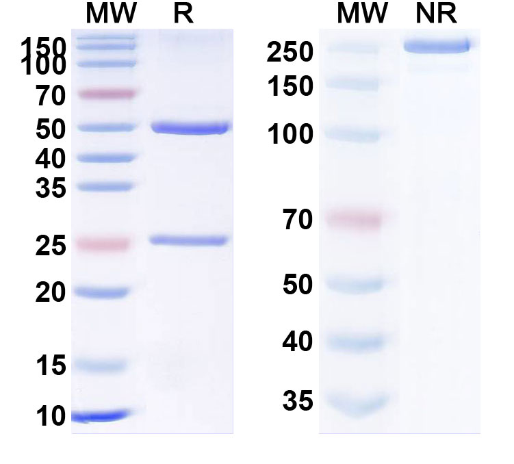 SDS-PAGE for Setrusumab Biosimilar - Anti-SOST mAb - Research Grade