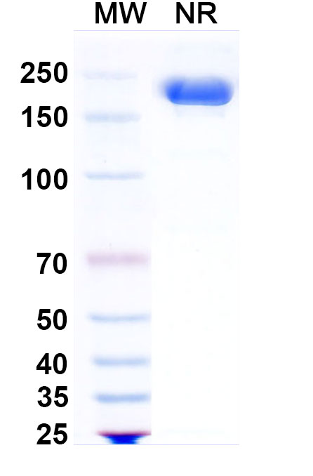 SDS-PAGE for Research Grade Sigvotatug