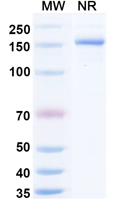SDS-PAGE for Research Grade Silevimig