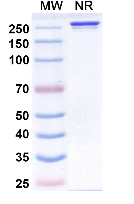SDS-PAGE for Siltartoxatug Biosimilar - Research Grade