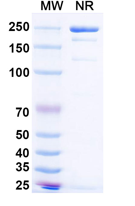 SDS-PAGE for Simaravibart Biosimilar - Anti-SARS-CoV-2 RBD mAb - Research Grade