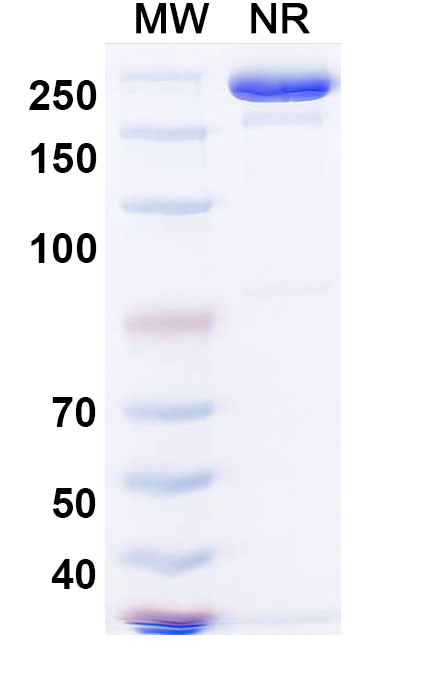 SDS-PAGE for Sintilimab Biosimilar - Anti-PDCD1; PD1; CD279 mAb - Research Grade