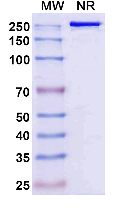 SDS-PAGE for Research Grade Sipavibart