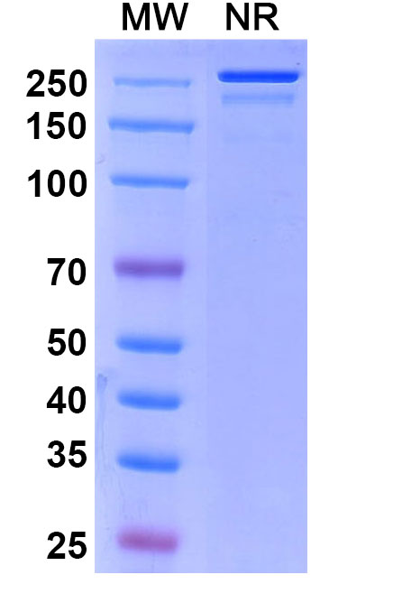 SDS-PAGE for Sirtratumab Biosimilar - Anti-SLITRK6 mAb - Research Grade