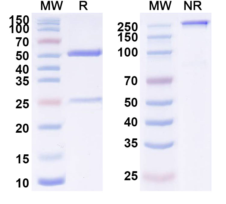 SDS-PAGE for Sirukumab Biosimilar - Anti-IL6  mAb - Research Grade