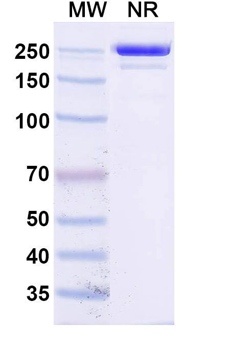 SDS-PAGE for Socazolimab Biosimilar - Anti-PDL1 mAb - Research Grade