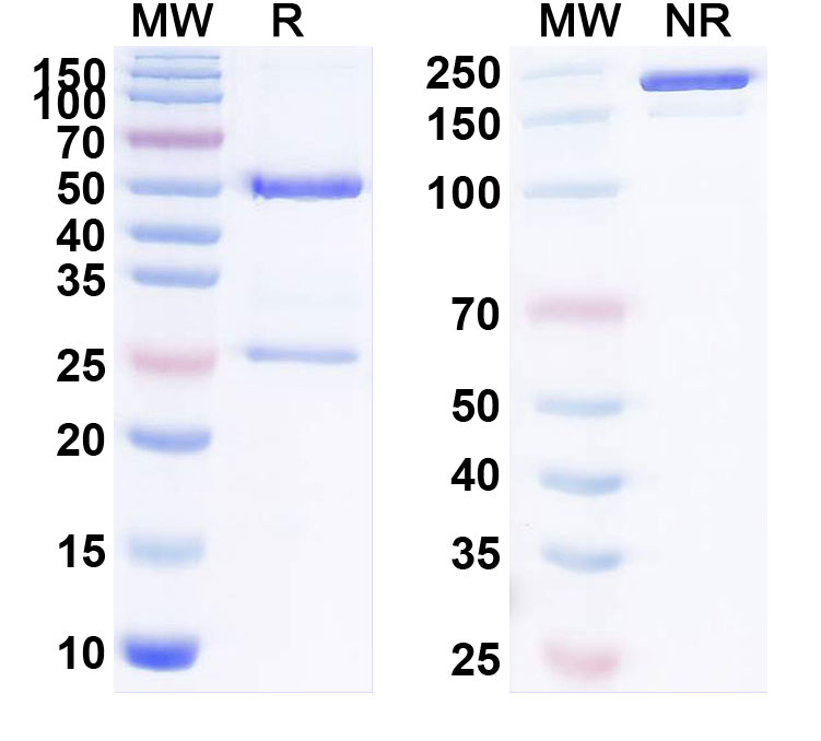 SDS-PAGE for Sofituzumab Biosimilar - Anti-MUC16; CA125 mAb - Research Grade