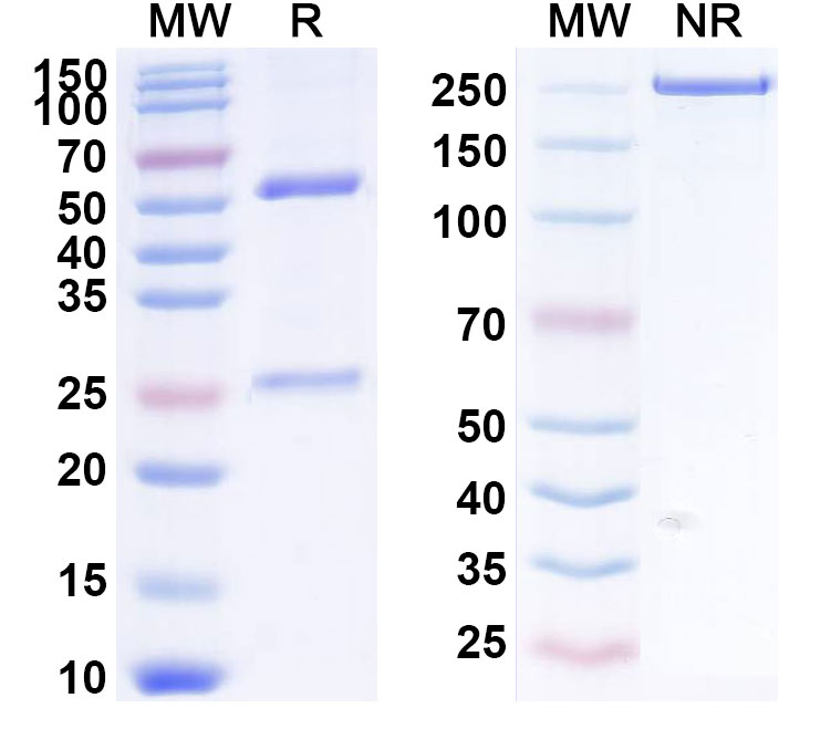 SDS-PAGE for Solanezumab Biosimilar - Anti-APP;Amyloid beta mAb - Research Grade