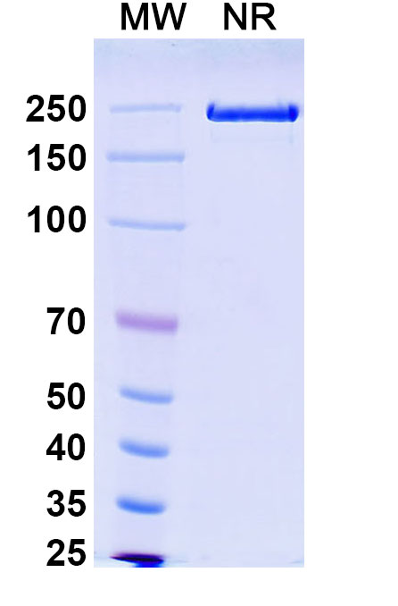 SDS-PAGE for Research Grade Solrikitug