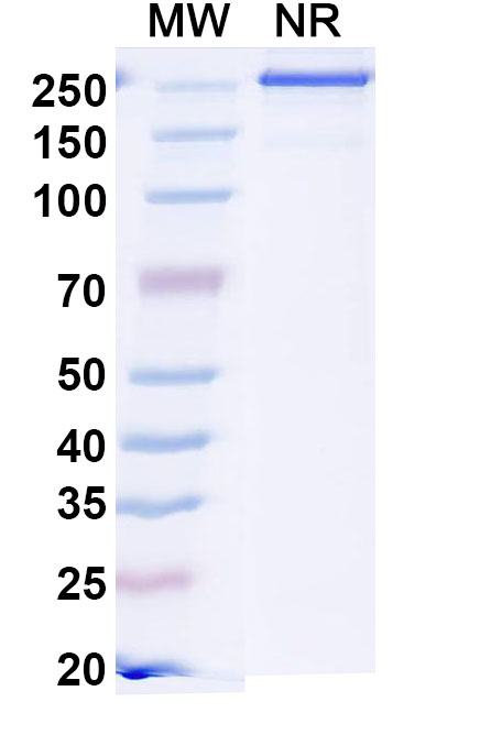 SDS-PAGE for Sonavibart Biosimilar - Research Grade