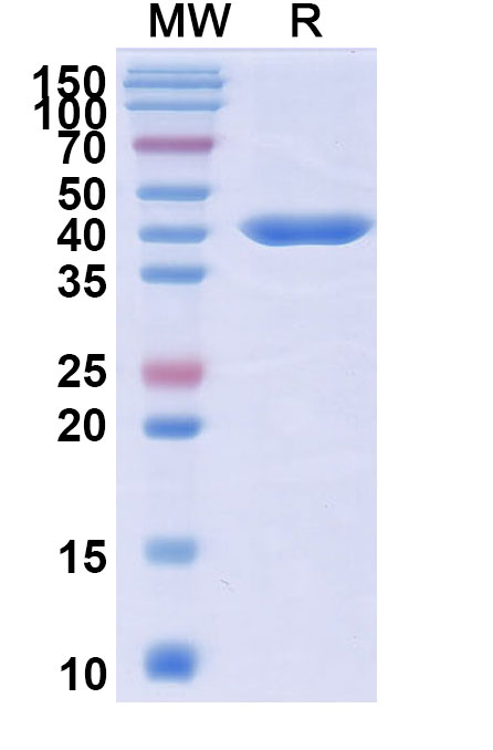SDS-PAGE for Sonelokimab  Biosimilar - Anti-ALB,IL17A mAb - Research Grade