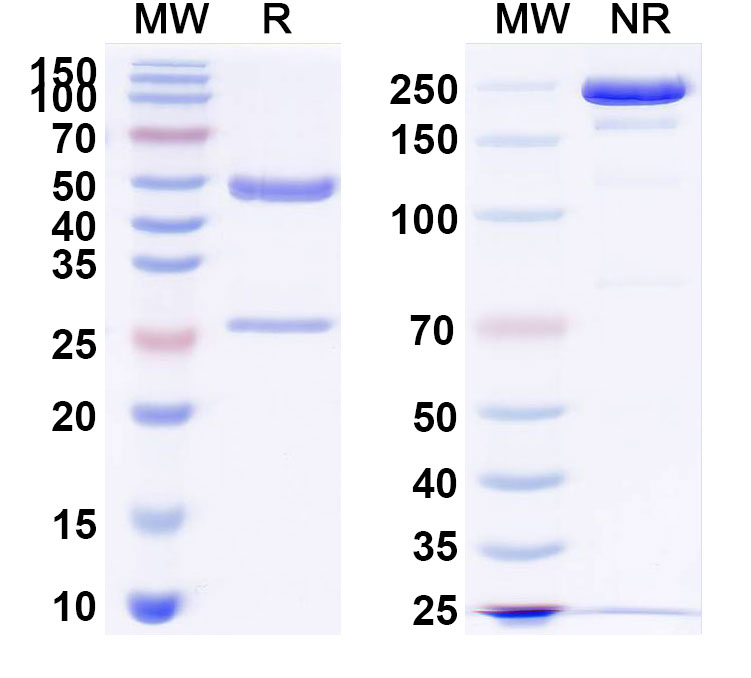 SDS-PAGE for Sontuzumab Biosimilar - Anti-CD227;MUC1 mAb - Research Grade