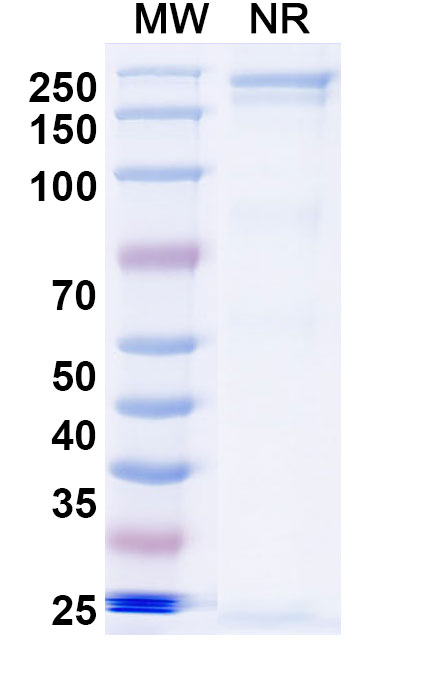SDS-PAGE for Research Grade Sovipostobart