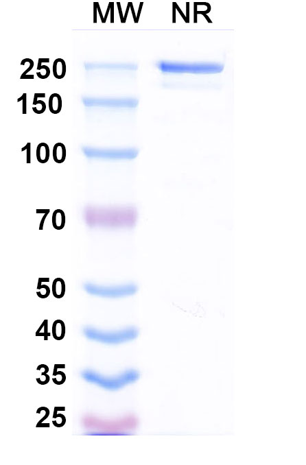 SDS-PAGE for Suciraslimab Biosimilar - Anti-CD22 mAb - Research Grade
