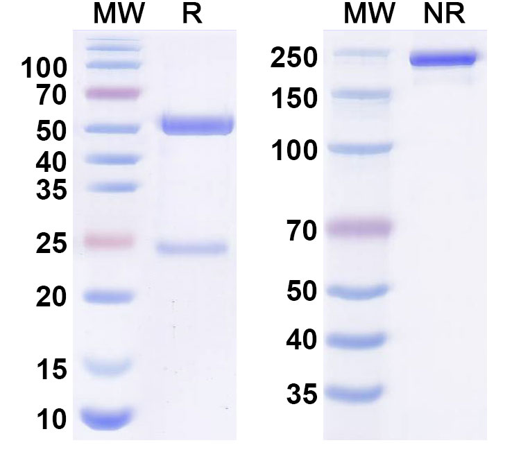 SDS-PAGE for Sutimlimab Biosimilar - Anti-C1S mAb - Research Grade
