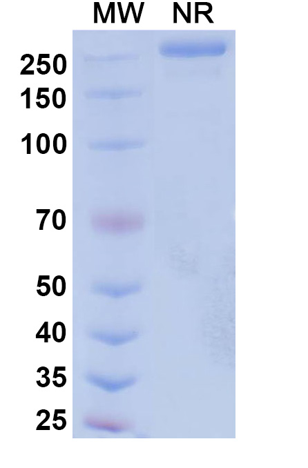 SDS-PAGE for Research Grade Suvemcitug