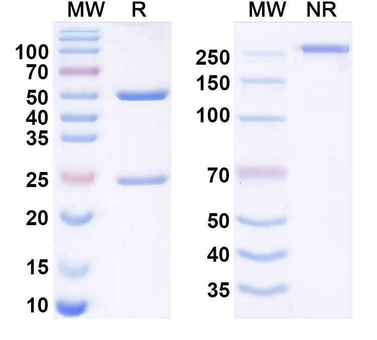 SDS-PAGE for Suvonstobart Biosimilar - Research Grade
