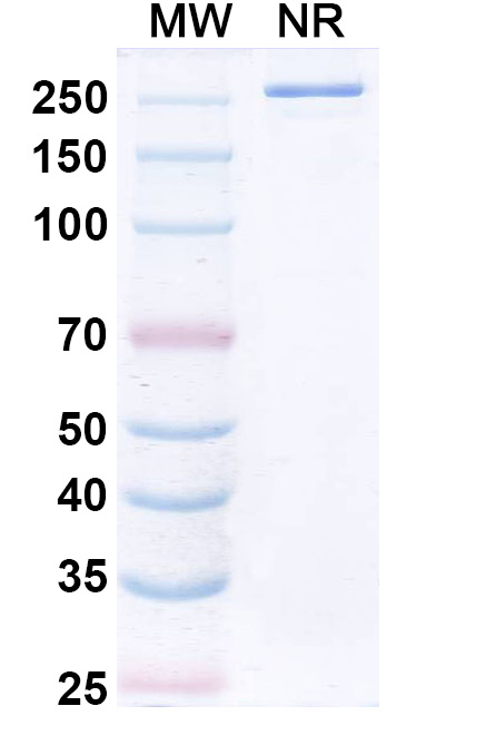 SDS-PAGE for SYN-005-11E6 Biosimilar - Anti-ptxBPTXS2 mAb - Research Grade