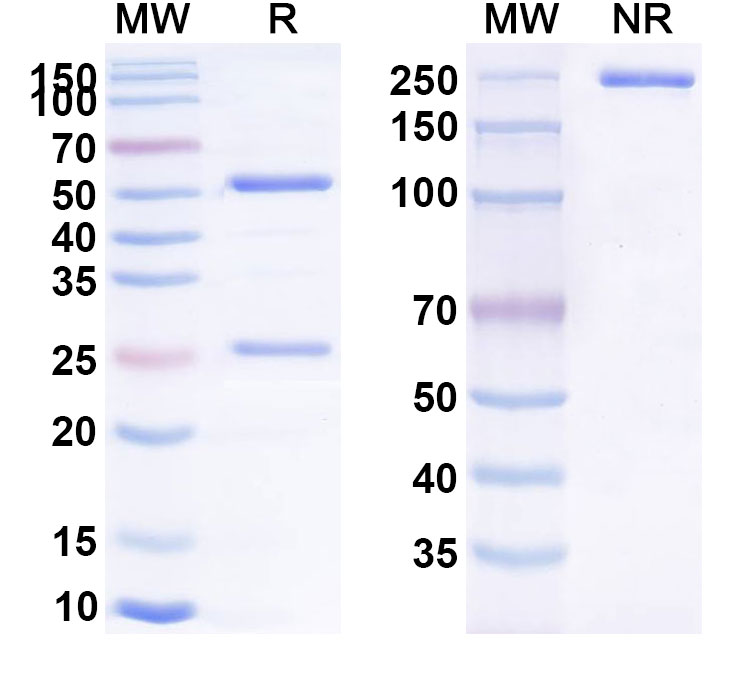 SDS-PAGE for T10B9.1A-31 Biosimilar - Anti-TRAC mAb - Research Grade
