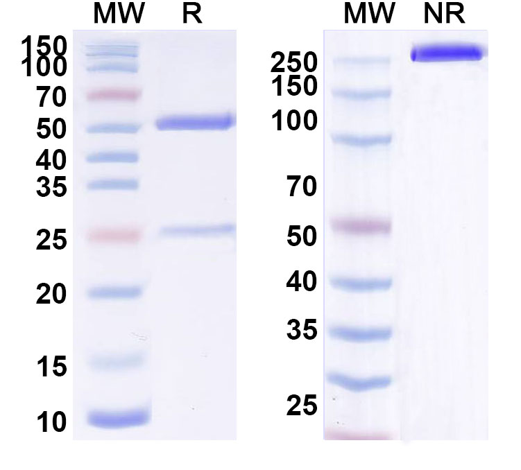 SDS-PAGE for Tabalumab Biosimilar - Anti-TNFSF13B; CD257 mAb - Research Grade