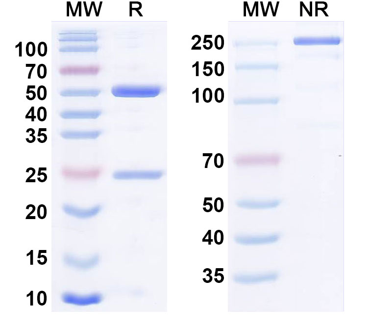 SDS-PAGE for Tabituximab Biosimilar - Anti-CD350;FZD10 mAb - Research Grade